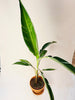 Musa ’Florida Variegata’ 12cm - kuva 2