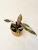 Philodendron ’Pink Princess Marble’ 6cm - kuva 1