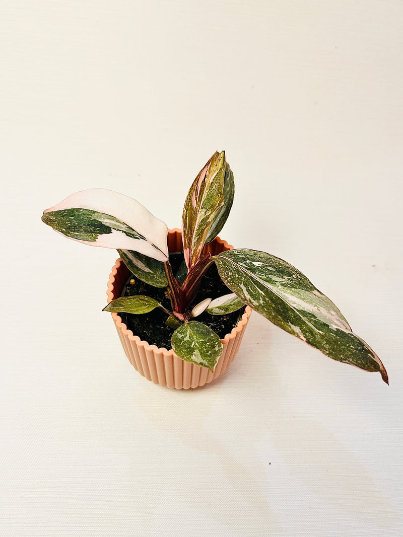 Philodendron ’Pink Princess Marble’ 6cm pääkuva