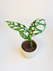 Monstera obliqua 'Peru' 12cm - kuva 3