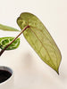 Anthurium 'Docblock Michelle' 10.5cm (#1) - kuva 10