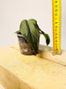 Anthurium 'Queen of Hearts' 6cm - kuva 6
