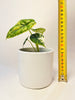 Alocasia 'Dragon Scale Variegata' 10.5cm - kuva 8