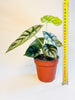 Alocasia 'Silver Dragon' 12cm - kuva 6