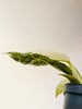 Philodendron ’Jose Buono’ 6cm - kuva 5