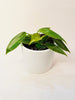 Philodendron spiritus-sancti 10.5cm - kuva 1