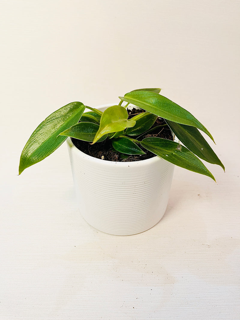 Philodendron spiritus-sancti 10.5cm pääkuva