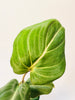Philodendron 'El Choco Red' - kuva 3