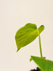 Anthurium veitchii 10.5cm - kuva 6