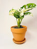 Monstera adansonii ’Variegata’ 10.5cm - kuva 1