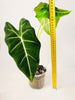 Alocasia micholitziana 'Frydek' 12cm - kuva 6