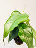Alocasia heterophylla 'Dragon's Breath' 6cm - kuva 2
