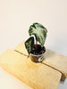 Alocasia Venom 8cm #1 - kuva 3