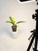 Philodendron 'Ring of Fire' 6cm - kuva 5