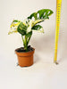 Monstera adansonii ’Variegata’ 10.5cm - kuva 6
