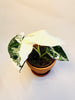 Alocasia micholitziana 'Frydek Variegata' 10.5cm - kuva 3