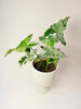 Syngonium ’Mottled’ 12cm - kuva 3