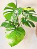 Monstera deliciosa 'Variegata' 17cm - kuva 3