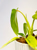 Philodendron ’Florida Beauty’ 6cm - kuva 6