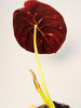 Alocasia cuprea 'Red Secret' 12cm - kuva 4