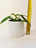 Philodendron spiritus-sancti 10.5cm - kuva 6