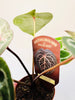 Anthurium 'Docblock Michelle' 10.5cm (#1) - kuva 12