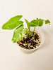 Alocasia Okinawa Silver Variegata 9cm #1 - kuva 1