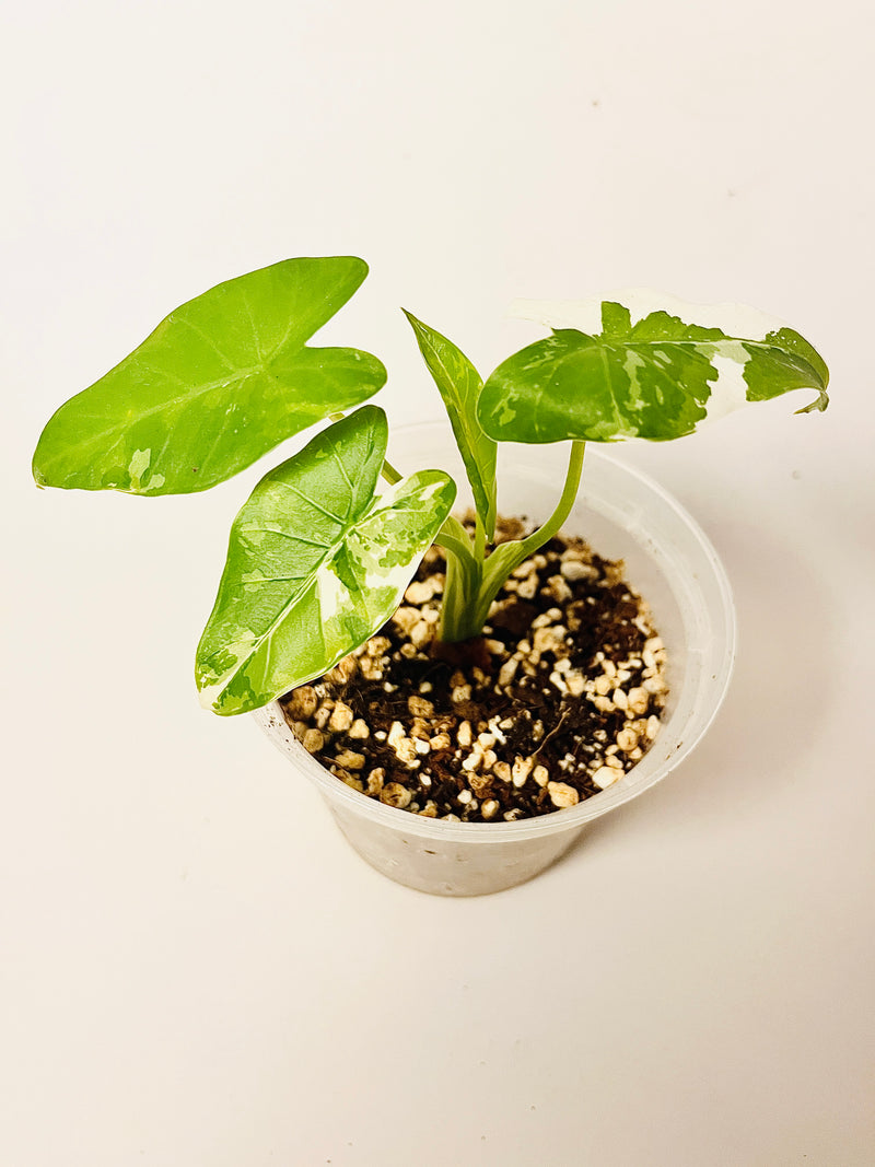 Alocasia Okinawa Silver Variegata 9cm #1 pääkuva