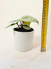 Anthurium luxurians 10.5cm - kuva 6