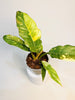 Philodendron 'Ring of Fire' 6cm - kuva 3