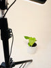Anthurium veitchii 10.5cm - kuva 5