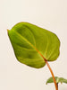 Philodendron 'El Choco Red' - kuva 5