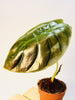 Alocasia cuprea 'Red Secret' 12cm - kuva 2