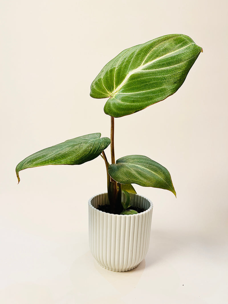 Philodendron 'El Choco Red' pääkuva