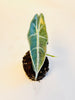 Alocasia Longiloba 'Purple' 10,5cm (II-laatu) - kuva 3