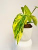 Philodendron ’Florida Beauty’ 6cm - kuva 2