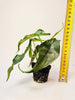 Alocasia heterophylla 'Dragon's Breath' 6cm - kuva 6