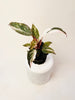 Philodendron ’Pink Princess Marble’ 6cm - kuva 4