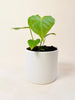 Anthurium veitchii 10.5cm - kuva 1