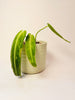 Anthurium warocqueanum 12cm II-laatu - kuva 1