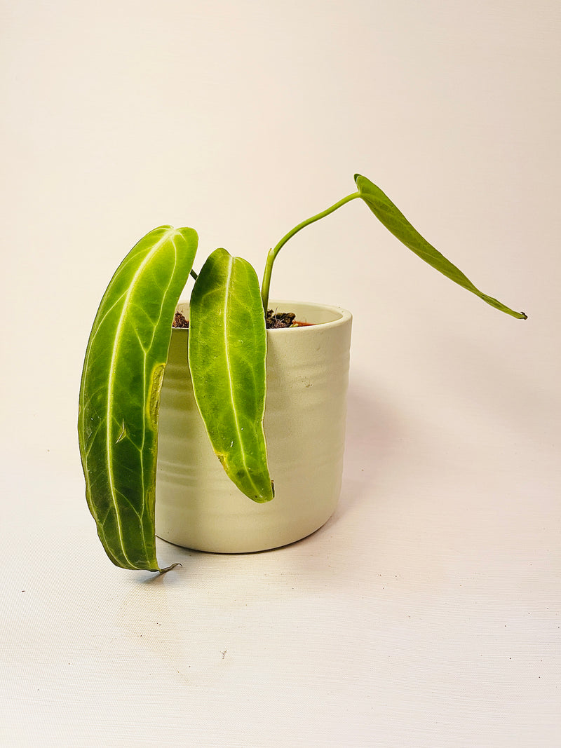 Anthurium warocqueanum 12cm II-laatu pääkuva