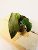 Anthurium 'Queen of Hearts' 6cm - kuva 3