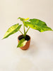 Alocasia macrorrhizos 'Aurea Variegata' 6cm - kuva 1