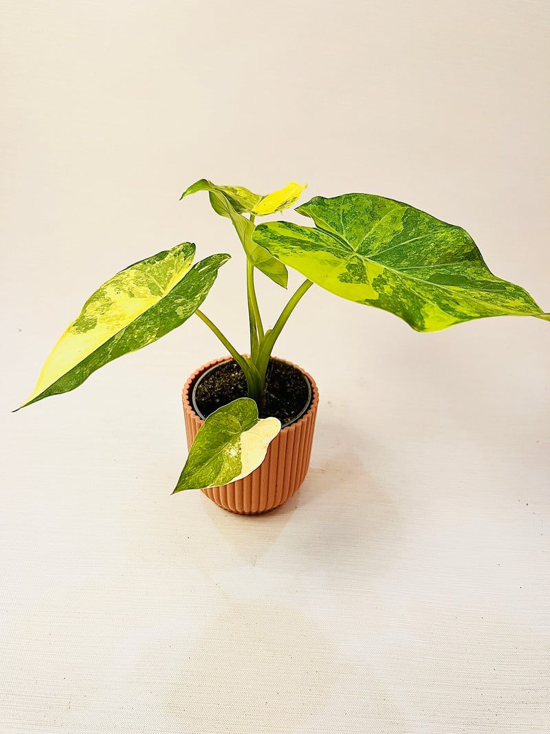 Alocasia macrorrhizos 'Aurea Variegata' 6cm pääkuva