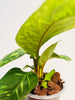 Homalomena wallisii ’Camouflage’ 6cm - kuva 5