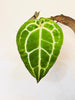 Anthurium 'Docblock Michelle' 10.5cm (#1) - kuva 7