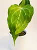 Anthurium ’Delta Force’ 9cm #2 - kuva 3