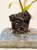 Philodendron 'Caramel Marble' 10.5cm - kuva 5