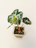 Alocasia ’Venom’ 8cm #2 - kuva 2