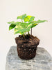 Syngonium Aurea 10.5cm - kuva 3